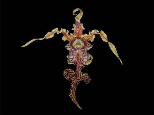 Dendrobium spectabile